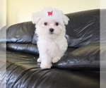 Puppy Maple Maltese