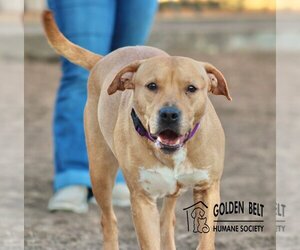 Bullboxer Pit Dogs for adoption in Great Bend, KS, USA