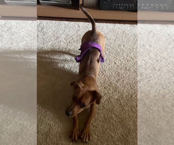 Medium Photo #4 Dachshund-Unknown Mix Puppy For Sale in Portland, IN, USA