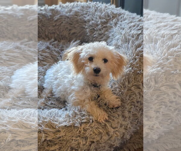 Medium Photo #4 Poochon Puppy For Sale in St. Louis Park, MN, USA