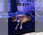 Small #6 Boxer