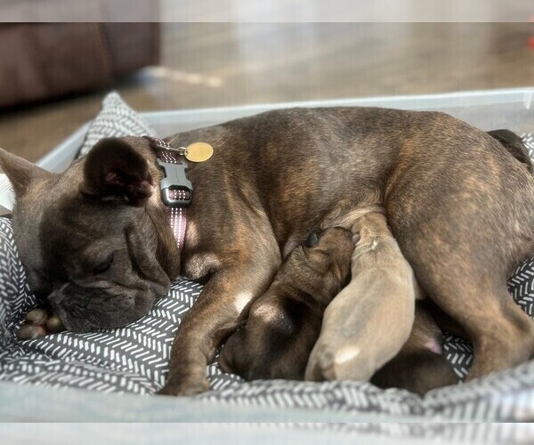 Medium Photo #1 French Bulldog Puppy For Sale in WEAVERVILLE, NC, USA