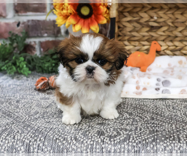 Medium Photo #1 Shih Tzu Puppy For Sale in SYRACUSE, IN, USA