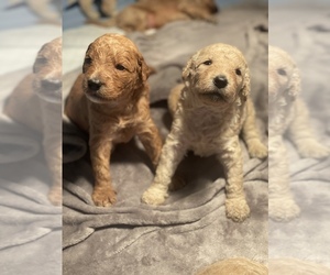 Goldendoodle Puppy for sale in BIXBY, OK, USA