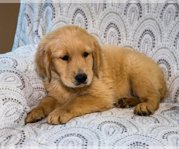 Medium Photo #3 Golden Retriever Puppy For Sale in WAKARUSA, IN, USA