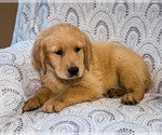 Small Photo #3 Golden Retriever Puppy For Sale in WAKARUSA, IN, USA