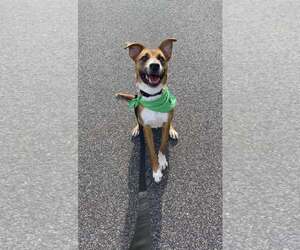 ODIN - Male Retriever -Unknown Mix Dog for Adoption - Photo #4