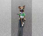 Small #3 Retriever  Mix