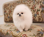 Small Photo #2 Pomeranian Puppy For Sale in Seoul, Seoul, Korea, South