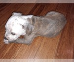 Small Photo #8 American Pit Bull Terrier Puppy For Sale in RIDGE MANOR, FL, USA