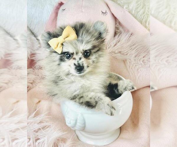 Medium Photo #17 Pomeranian Puppy For Sale in DELRAY BEACH, FL, USA