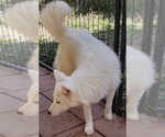 Small #1 Siberian Husky
