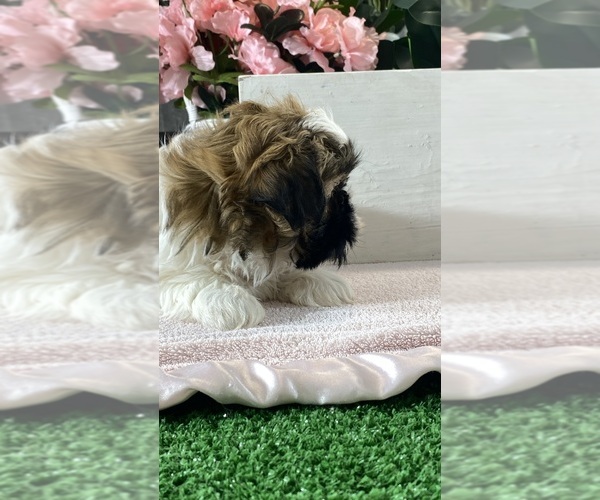 Medium Photo #5 Shih Apso Puppy For Sale in CANOGA, NY, USA