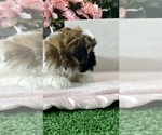 Small #4 Shih Apso