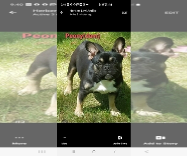 Medium Photo #1 French Bulldog Puppy For Sale in OTTAWA LAKE, MI, USA