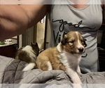 Puppy 4 Collie