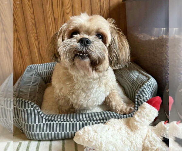 Medium Photo #1 Lhasa Apso Puppy For Sale in Walnutport, PA, USA