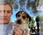 Small Photo #5 Mutt Puppy For Sale in San Juan Capistrano, CA, USA