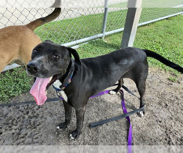 Medium Photo #2 Labrador Retriever-Unknown Mix Puppy For Sale in Corpus Christi, TX, USA
