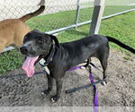 Small #1 Labrador Retriever Mix