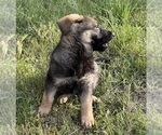 Small #14 German Shepherd Dog