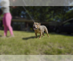 Small Photo #2 Olde English Bulldogge Puppy For Sale in MEMPHIS, TN, USA