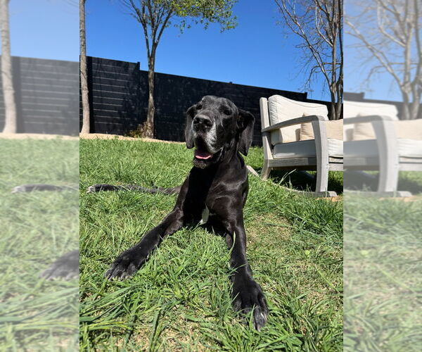 Medium Photo #2 Great Dane Puppy For Sale in Bullard, TX, USA