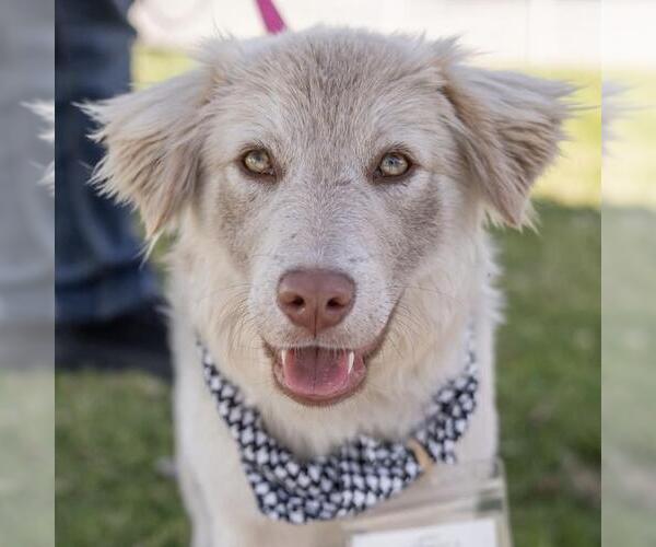 Medium Photo #11 Golden Retriever-Unknown Mix Puppy For Sale in San Diego, CA, USA