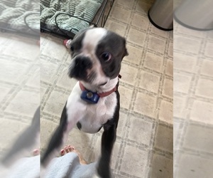 Boston Terrier Puppy for sale in FREDONIA, KS, USA