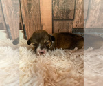 Small Photo #3 Pembroke Welsh Corgi Puppy For Sale in DERIDDER, LA, USA