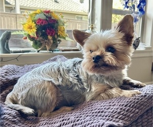 Yorkshire Terrier Puppy for sale in CANBY, OR, USA
