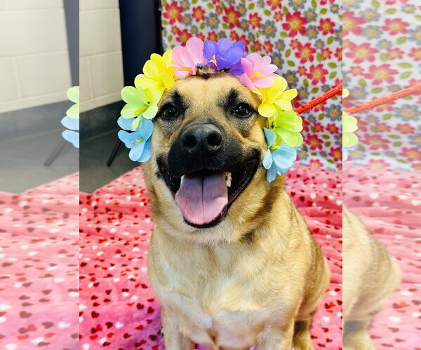 Medium Photo #6 German Shepherd Dog-Unknown Mix Puppy For Sale in Jackson , NJ, USA
