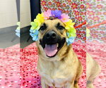 Small Photo #6 German Shepherd Dog-Unknown Mix Puppy For Sale in Jackson , NJ, USA