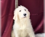 Small Photo #2 Goldendoodle Puppy For Sale in DUNDEE, OH, USA