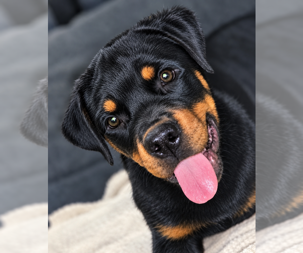 Medium Photo #1 Rottweiler Puppy For Sale in FAIRDALE, KY, USA