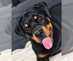 Puppy Lavender Rottweiler