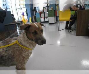Australian Shepherd-Unknown Mix Dogs for adoption in Temple, TX, USA