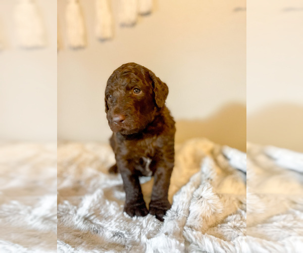 Medium Photo #5 Labradoodle Puppy For Sale in DIXON, IL, USA