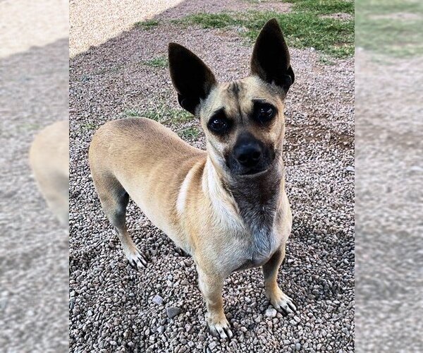 Medium Photo #13 Chiweenie Puppy For Sale in Phoenix, AZ, USA