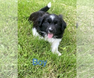 Border Collie-Pointer Mix Puppy for sale in ARMADA, MI, USA
