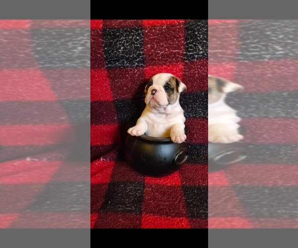 Medium Photo #1 English Bulldog Puppy For Sale in SPANAWAY, WA, USA