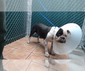 Mutt Dogs for adoption in Downey, CA, USA