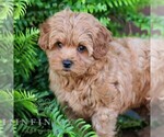 Small #3 Cavapoo