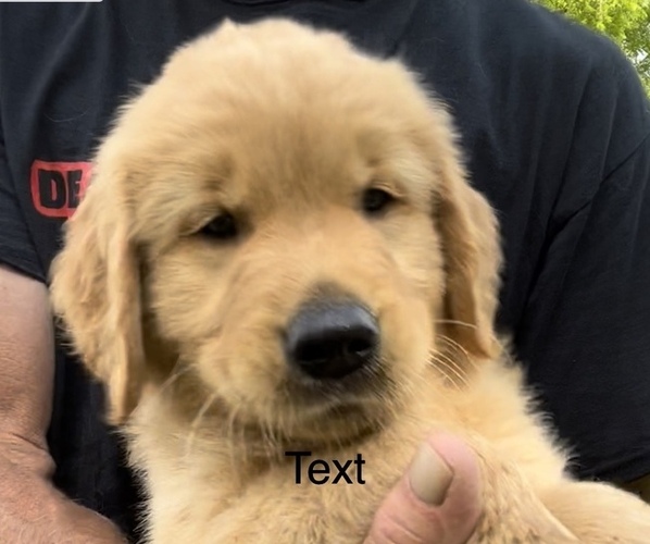 Medium Photo #2 Golden Retriever Puppy For Sale in RICHLAND, MO, USA