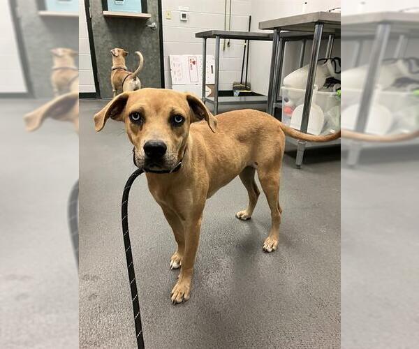Medium Photo #1 Labrador Retriever-Unknown Mix Puppy For Sale in Corpus Christi, TX, USA