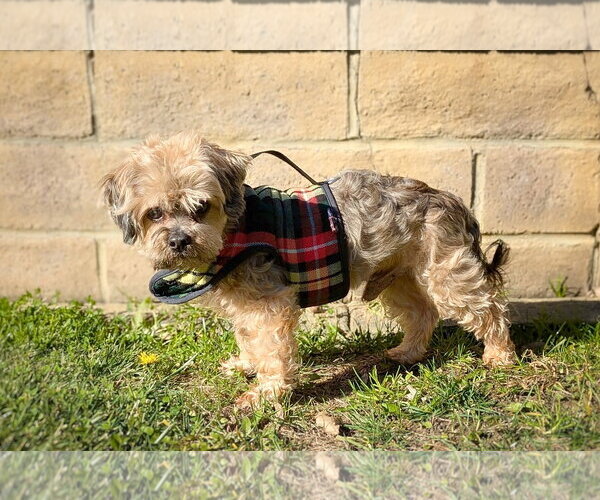Medium Photo #3 Maltese-Unknown Mix Puppy For Sale in Pittsburg, CA, USA