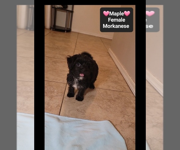 Medium Photo #3 Havanese-Morkie Mix Puppy For Sale in TUCSON, AZ, USA