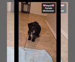 Small #2 Havanese-Morkie Mix