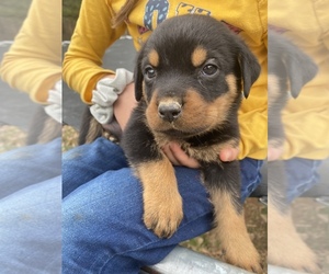 Rottweiler Puppy for sale in FOUNTAIN INN, SC, USA