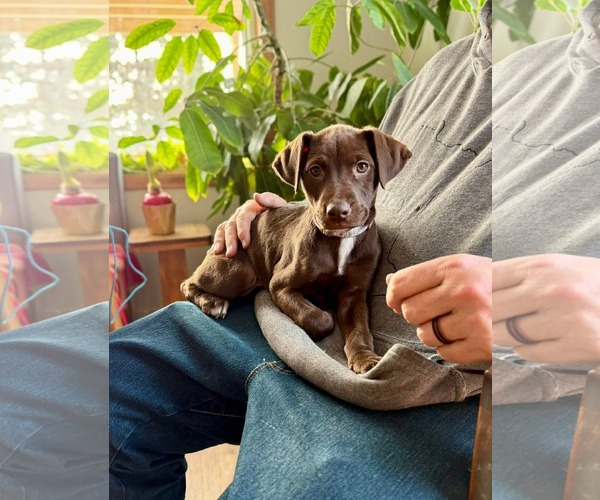 Medium Photo #2 American Staffordshire Terrier-Unknown Mix Puppy For Sale in Duluth, MN, USA